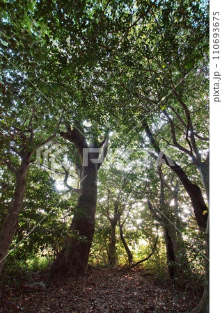 原生林の木漏れ日（秋吉台・長者ヶ森） 110693675