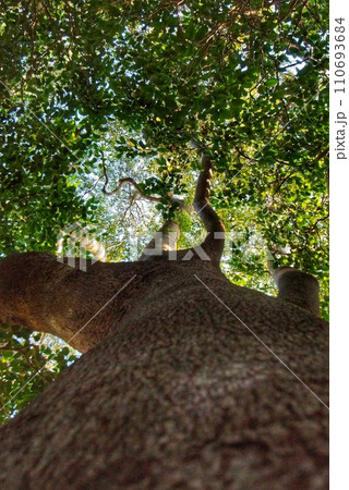 下から見上げた大木（秋吉台・長者ヶ森） 110693684