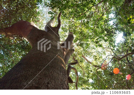 下から見上げた大木の木漏れ日（秋吉台・長者ヶ森） 110693685