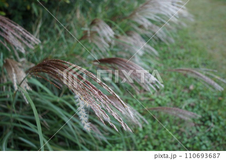 日かげの小道の脇に並ぶ開く前のススキの穂 110693687