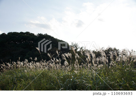 逆光に輝くススキ 110693693