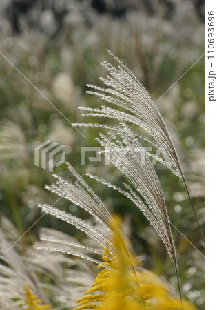 陽光に透けるススキ 110693696