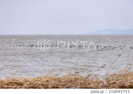 Winter wonderland at the fabulous Lake Balaton of Hungary Winter wonderland at the fabulous Lake Balaton of Hungary 110693743