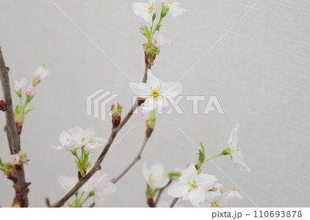 桜の花のイメージ 110693878