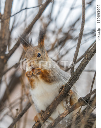 The squirrel with nut sits on tree in the winter or late autumn The squirrel with nut sits on tree in the winter or late autumn 110693902