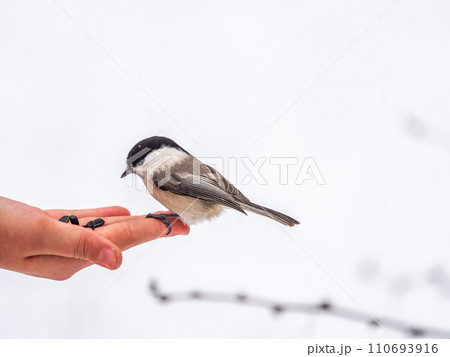 A willow tit sits on hand and eats seeds. Hungry bird willow tit eating seeds from a hand in winter or autumn A willow tit sits on hand and eats seeds. Hungry bird willow tit eating seeds from a hand in winter or autumn 110693916