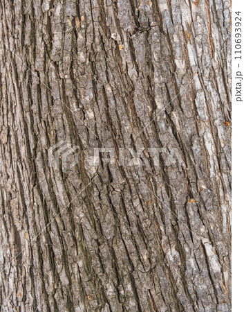 The texture of the bark of an old willow. Detailed bark texture. Natural background The texture of the bark of an old willow. Detailed bark texture. Natural background 110693924