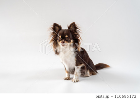 おすわりして微笑む犬のチワワ｜白背景 110695172