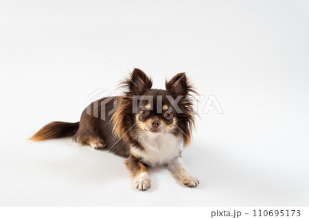 伏せして見上げる犬のチワワ｜白背景 110695173