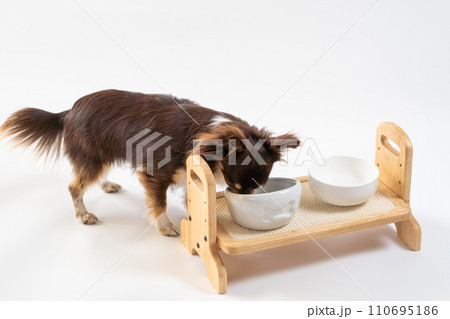 食事中の犬のチワワ|白背景 食事中の犬のチワワ|白背景 110695186