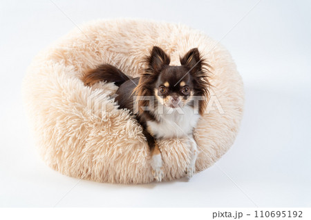 ベッドの上でくつろぐ犬のチワワ｜白背景 110695192