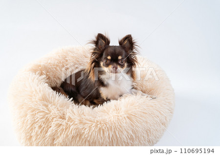 ベッドの上でくつろぐ犬のチワワ｜白背景 110695194