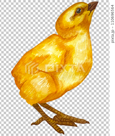 Watercolor illustrations of cute little chick. Happy easter greeting card design. Watercolor illustrations of cute little chick. Happy easter greeting card design. 110696564
