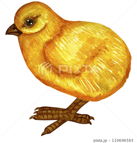 Watercolor illustrations of cute little chick. Happy easter greeting card design. 110696565