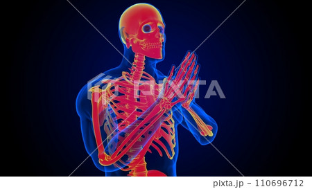 Human skeleton anatomy for medical concept 3D...のイラスト素材 [110696712] - PIXTA