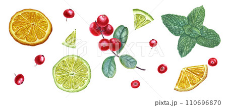 Set of forest berries, citrus and mint branch. Cowberries, lime slices. Watercolor botanical illustration. For the design of invitation, card, greetings, package design 110696870