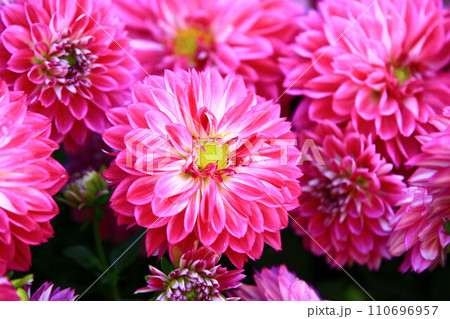花 フラワー お花 110696957