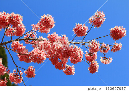 桜 さくら サクラ 110697057