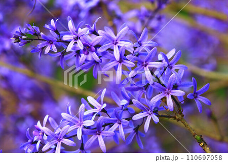 花 フラワー お花 110697058