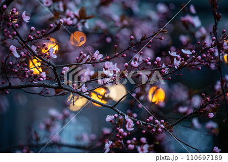 Evening spring scene with a flowering tree (cherry, sakura) and defocused city lights in the background. Selective focus, cold tone, low key. Evening spring scene with a flowering tree (cherry, sakura) and defocused city lights in the background. Selective focus, cold tone, low key. 110697189