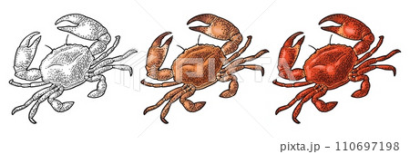 Crab isolated on white. Vector black vintage engraving Crab isolated on white. Vector black vintage engraving 110697198
