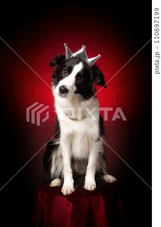 Border collie with crown on head. Qween dog. Red background. Border collie with crown on head. Qween dog. Red background. 110697199