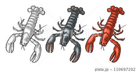 Lobster isolated on white background. Vector color vintage engraving Lobster isolated on white background. Vector color vintage engraving 110697202