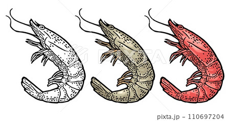 Shrimp isolated on white background. Vector black vintage engraving 110697204