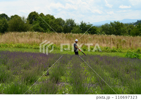Caring for a lavender field, a man mows the grass with an electric lawnmower. Caring for a lavender field, a man mows the grass with an electric lawnmower. 110697323