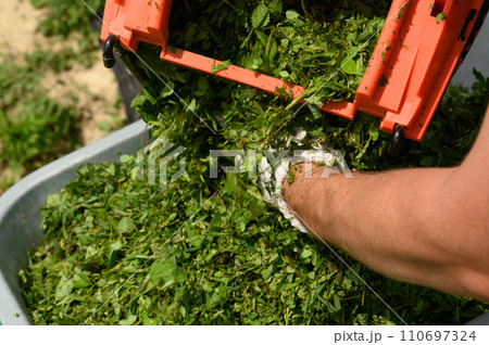 The gardener pours freshly cut grass from the basket into the wheelbarrow. The gardener pours freshly cut grass from the basket into the wheelbarrow. 110697324