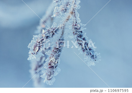 Cold winter background with frost covered branches 110697595