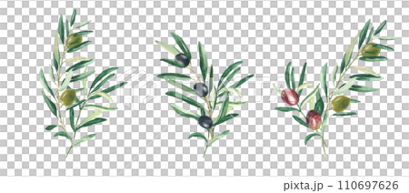 Olive branches bouquets with green, red and black olives isolated on white background. Watercolor hand drawn botanical illustration. Can be used for cards, menu, logos, cosmetic, food packaging design 110697626