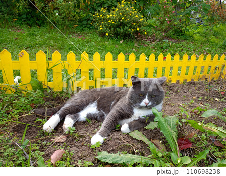 A gray cat with a dissatisfied look lies in a flowerbed 110698238