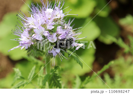 sexual behavior of insects - Crossing of black bronze beetles 110698247