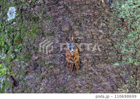 夏の陽射しや暑さを連想させる鳴き声 アブラゼミ 夏の陽射しや暑さを連想させる鳴き声 アブラゼミ 110698699