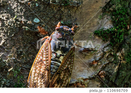 夏の陽射しや暑さを連想させる鳴き声　アブラゼミ 110698709
