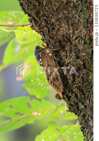 夏の陽射しや暑さを連想させる鳴き声　アブラゼミ 110698723