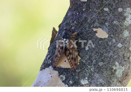 夏の陽射しや暑さを連想させる鳴き声　アブラゼミ 110698815