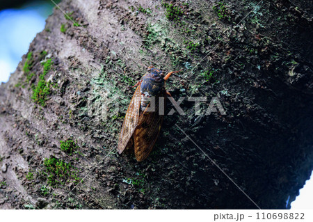 夏の陽射しや暑さを連想させる鳴き声　アブラゼミ 110698822