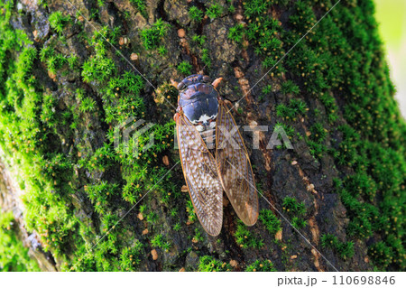 夏の陽射しや暑さを連想させる鳴き声 アブラゼミ 夏の陽射しや暑さを連想させる鳴き声 アブラゼミ 110698846