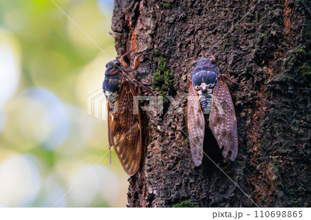 夏の陽射しや暑さを連想させる鳴き声 アブラゼミ 夏の陽射しや暑さを連想させる鳴き声 アブラゼミ 110698865