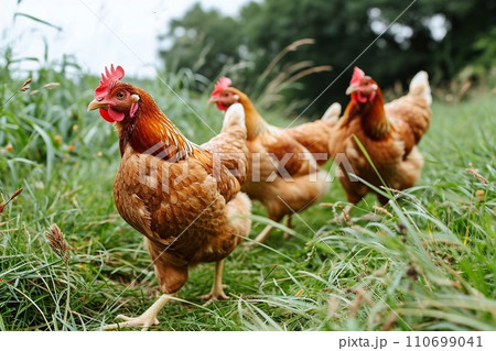 Chickens on a farm in a meadow in the morning light 110699041