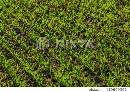 fresh green winter seedlings in early spring 110699391