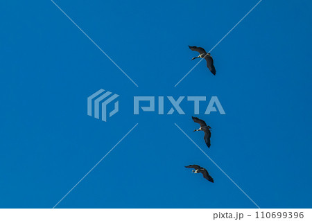 Flock of migrating Grey herons in the sky 110699396