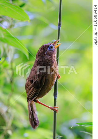 侵略的外来種で外来生物法では新たな飼育が禁じられているガビチョウ 侵略的外来種で外来生物法では新たな飼育が禁じられているガビチョウ 110699414