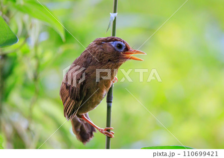 侵略的外来種で外来生物法では新たな飼育が禁じられているガビチョウ 侵略的外来種で外来生物法では新たな飼育が禁じられているガビチョウ 110699421