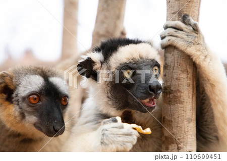 Verreaux's sifaka Madagascar. White sifaka with dark head. 110699451