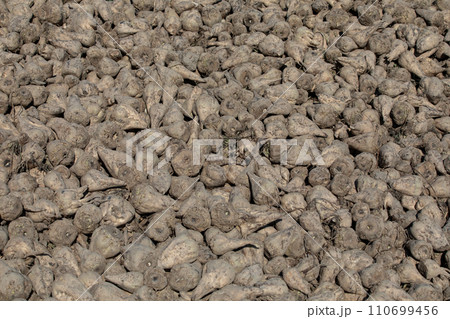 Close up of big pile of harvested fodder beets 110699456