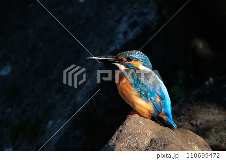 瑠璃色の人気者カワセミ 瑠璃色の人気者カワセミ 110699472