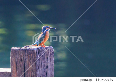 瑠璃色の人気者カワセミ 110699515